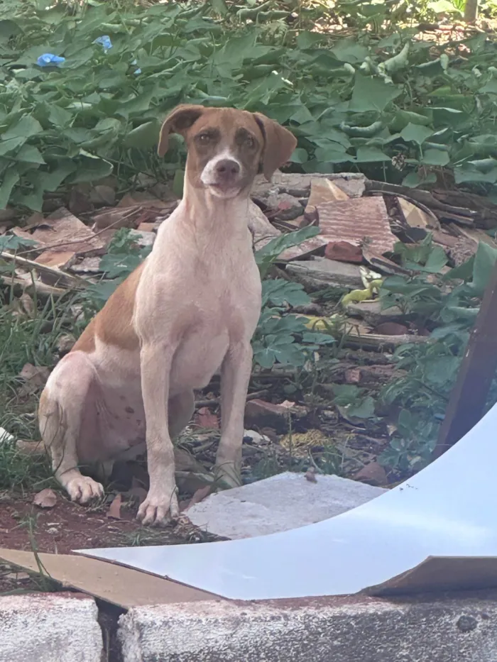 Cachorro ra a SRD-ViraLata idade 2 a 6 meses nome Cmei