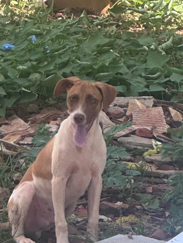 Cachorro ra a SRD-ViraLata idade 2 a 6 meses nome Cmei