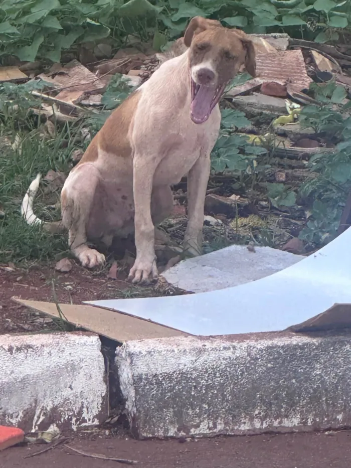 Cachorro ra a SRD-ViraLata idade 2 a 6 meses nome Cmei