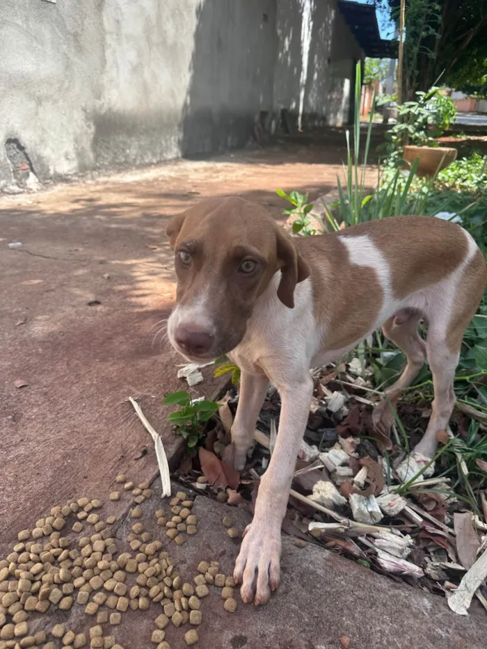 Cachorro ra a SRD-ViraLata idade 2 a 6 meses nome Cmei