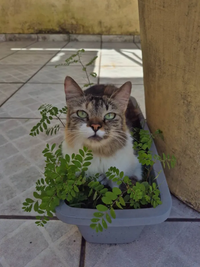 Gato ra a SRD-ViraLata idade 2 anos nome Skye