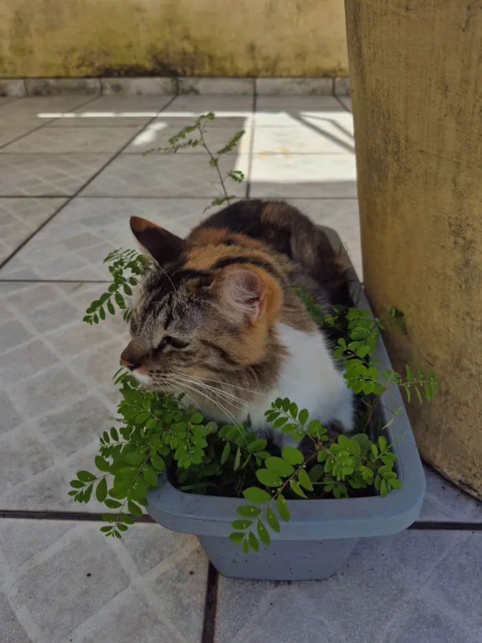 Gato ra a SRD-ViraLata idade 2 anos nome Skye