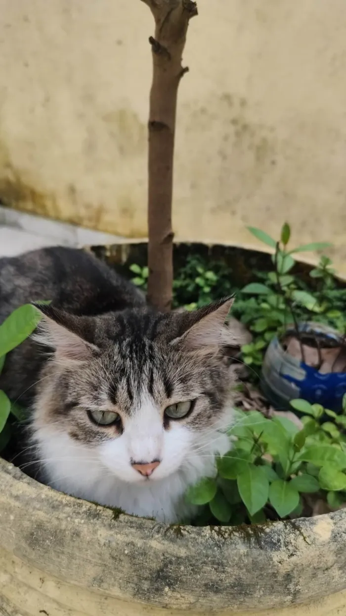 Gato ra a SRD-ViraLata idade 3 anos nome Sage