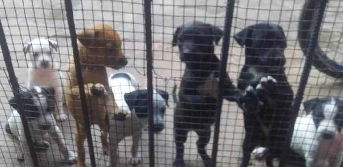 Cachorro ra a SRD-ViraLata idade 2 a 6 meses nome sem nome