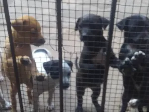 Cachorro raça SRD-ViraLata idade 2 a 6 meses nome sem nome