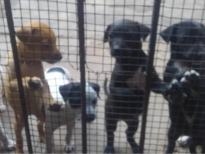 Cachorro ra a SRD-ViraLata idade 2 a 6 meses nome sem nome