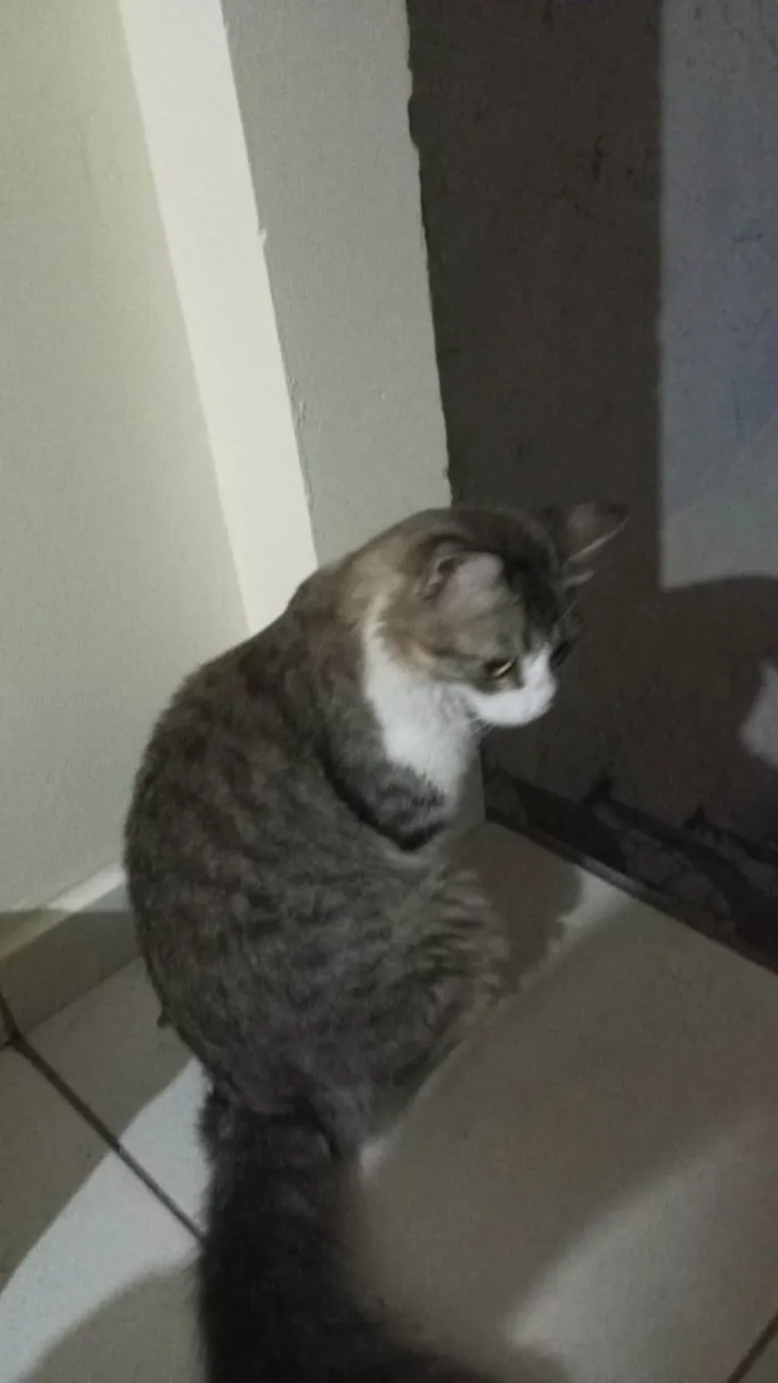 Gato ra a SRD-ViraLata idade 2 anos nome Romeu