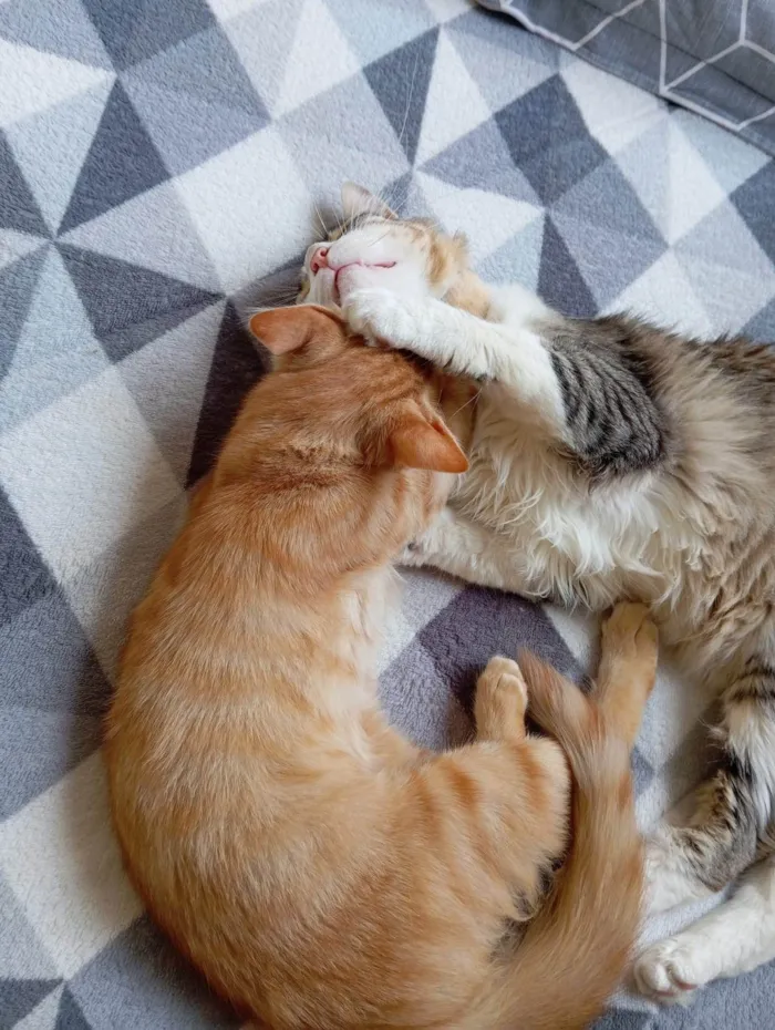 Gato ra a SRD-ViraLata idade 2 anos nome Romeu