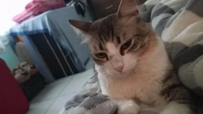 Gato ra a SRD-ViraLata idade 2 anos nome Romeu