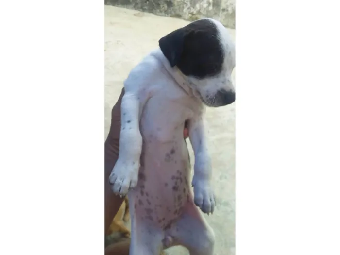 Cachorro ra a SRD-ViraLata idade Abaixo de 2 meses nome sem nome