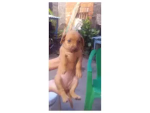 Cachorro raça SRD-ViraLata idade Abaixo de 2 meses nome melzinha