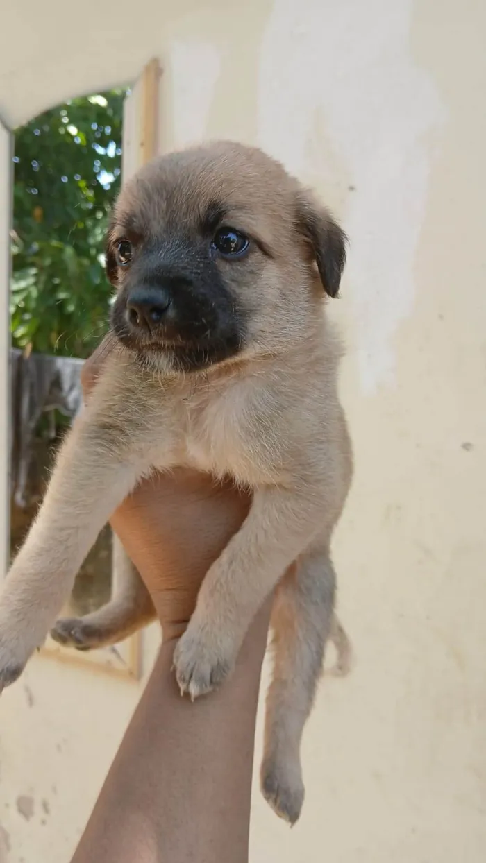Cachorro ra a SRD-ViraLata idade 2 a 6 meses nome RAIANY 