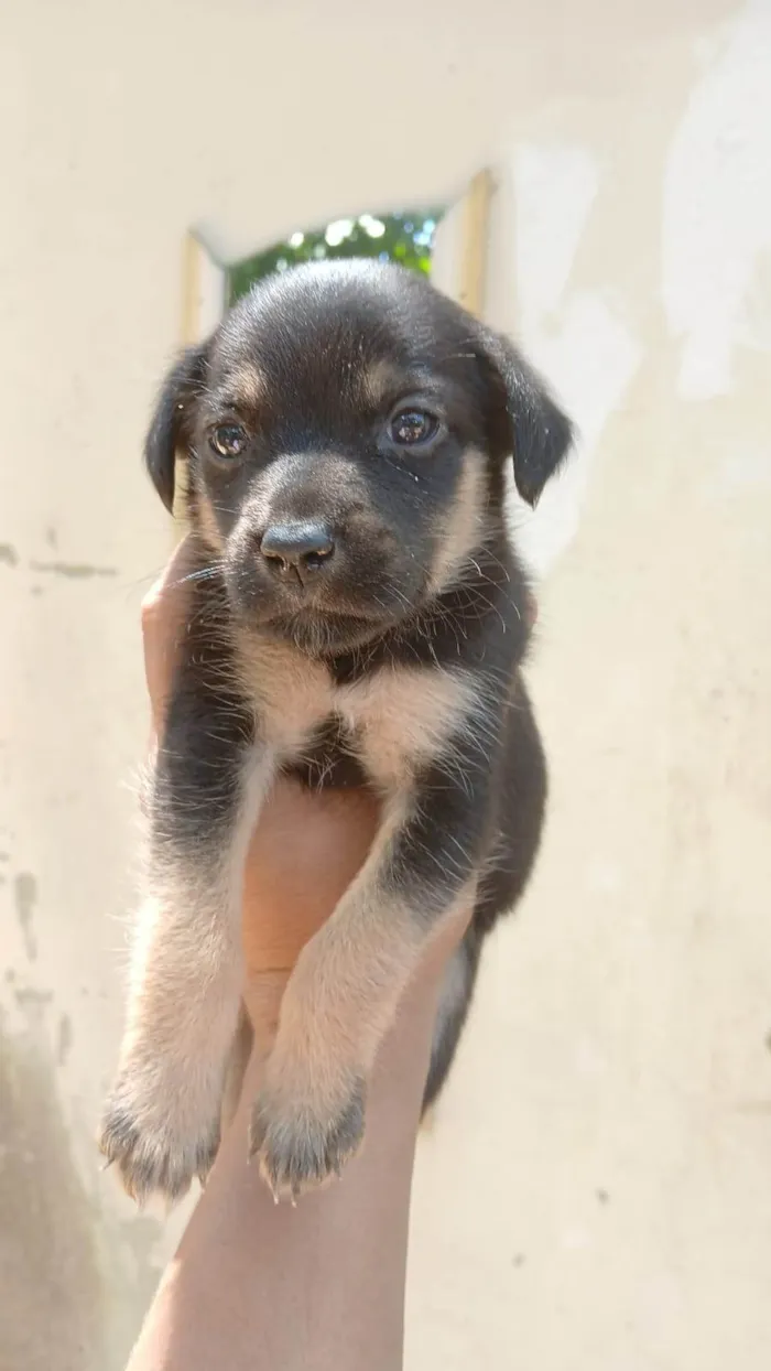 Cachorro ra a SRD-ViraLata idade 2 a 6 meses nome RAIANY 