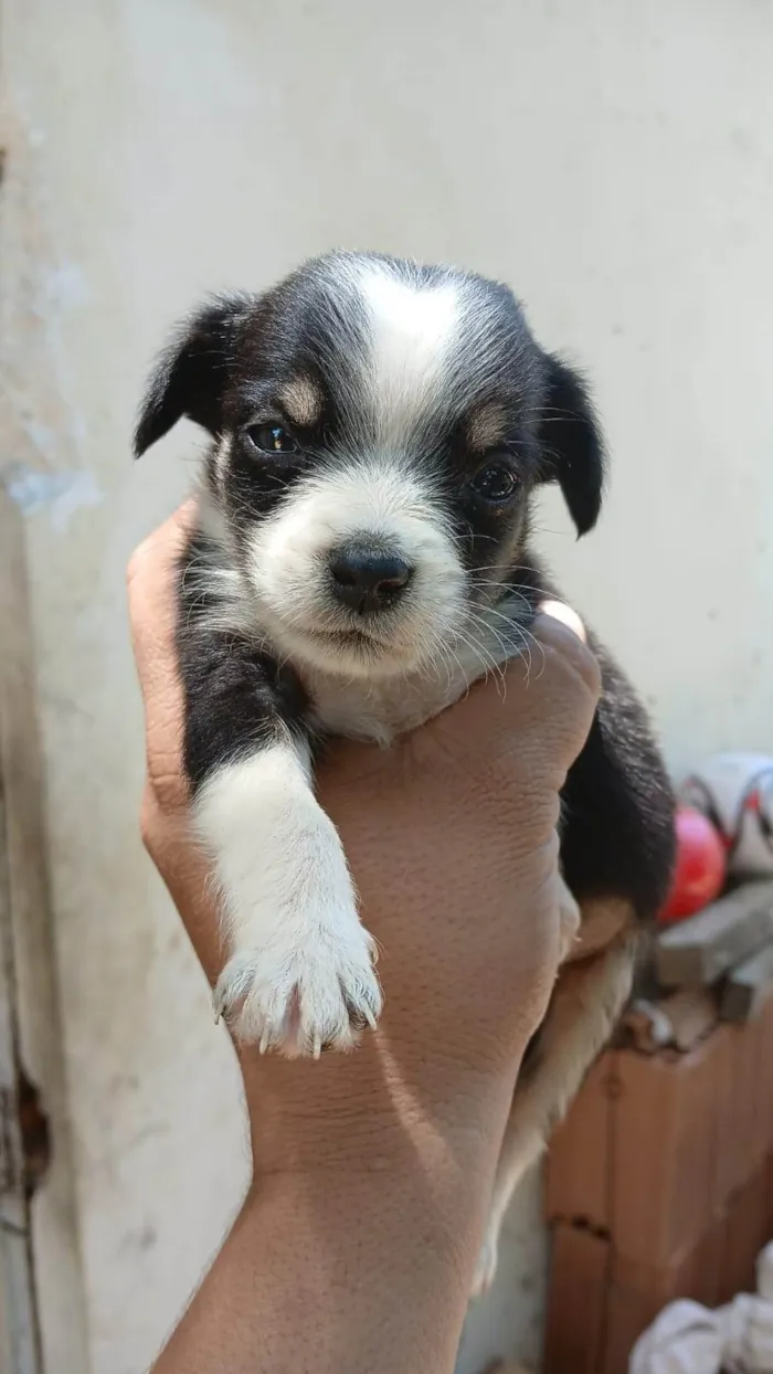 Cachorro ra a SRD-ViraLata idade 2 a 6 meses nome RAIANY 