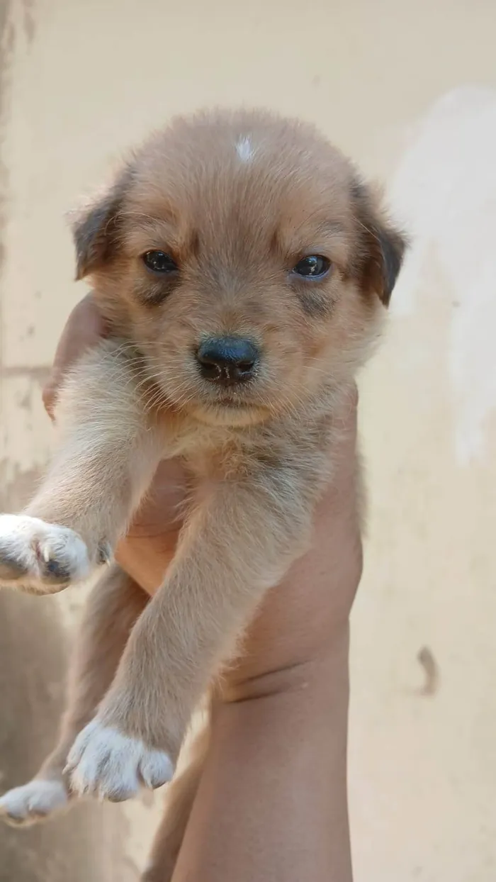 Cachorro ra a SRD-ViraLata idade 2 a 6 meses nome RAIANY 