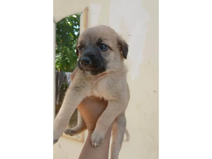 Cachorro ra a SRD-ViraLata idade 2 a 6 meses nome RAIANY 