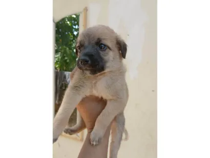 Cachorro raça SRD-ViraLata idade 2 a 6 meses nome RAIANY