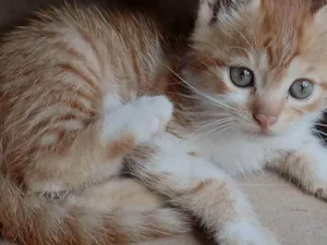 Gato raça SRD-ViraLata idade Abaixo de 2 meses nome Mia