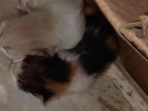 Gato raça SRD-ViraLata idade Abaixo de 2 meses nome Não tem nome