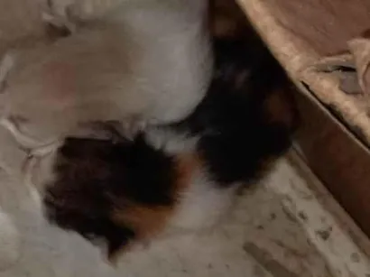 Gato raça SRD-ViraLata idade Abaixo de 2 meses nome Não tem nome