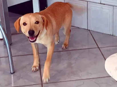 Cachorro raça SRD-ViraLata idade 7 a 11 meses nome Mel