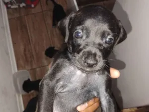 Cachorro raça SRD-ViraLata idade Abaixo de 2 meses nome Sem nome