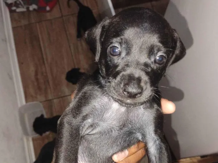 Cachorro ra a SRD-ViraLata idade Abaixo de 2 meses nome Sem nome