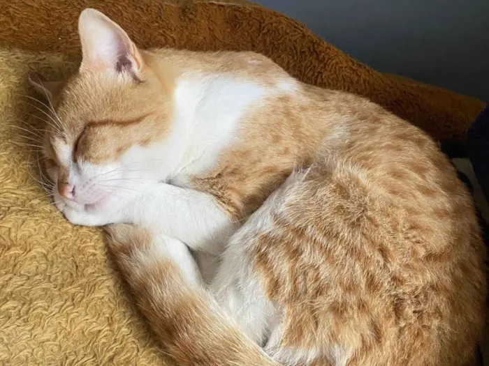 Gato ra a SRD-ViraLata idade 7 a 11 meses nome uilly