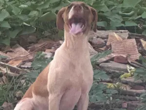 Cachorro raça SRD-ViraLata idade 2 a 6 meses nome Cmei 