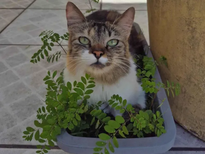 Gato ra a SRD-ViraLata idade 2 anos nome Skye