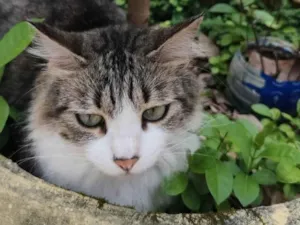 Gato raça SRD-ViraLata idade 3 anos nome Sage