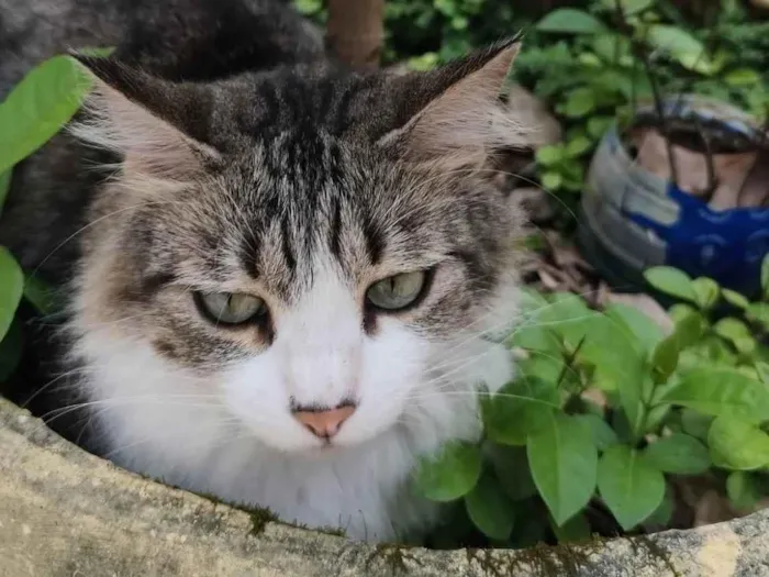 Gato ra a SRD-ViraLata idade 3 anos nome Sage