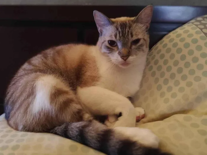 Gato ra a SRD-ViraLata idade 2 anos nome Jett