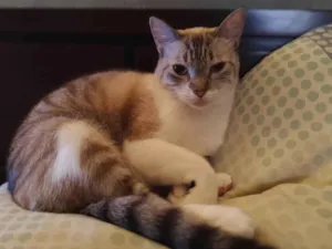 Gato raça SRD-ViraLata idade 2 anos nome Jett