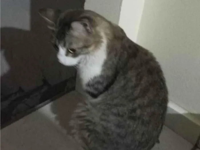 Gato ra a SRD-ViraLata idade 2 anos nome Romeu