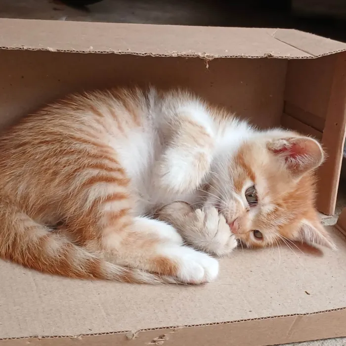 Gato ra a SRD-ViraLata idade Abaixo de 2 meses nome Mia