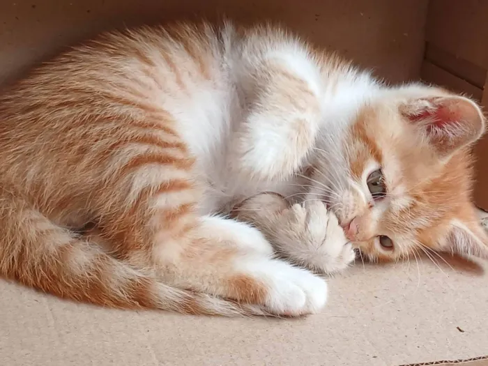 Gato ra a SRD-ViraLata idade Abaixo de 2 meses nome Mia