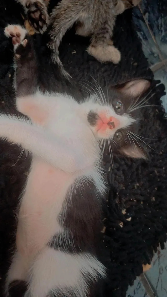 Gato ra a SRD-ViraLata idade Abaixo de 2 meses nome Sem nome