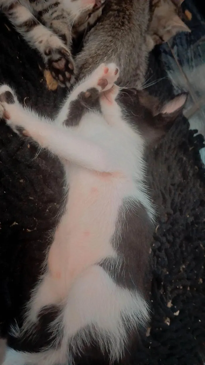 Gato ra a SRD-ViraLata idade Abaixo de 2 meses nome Sem nome