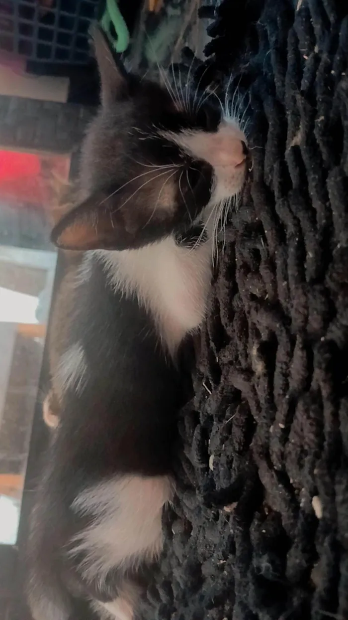 Gato ra a SRD-ViraLata idade Abaixo de 2 meses nome Sem nome