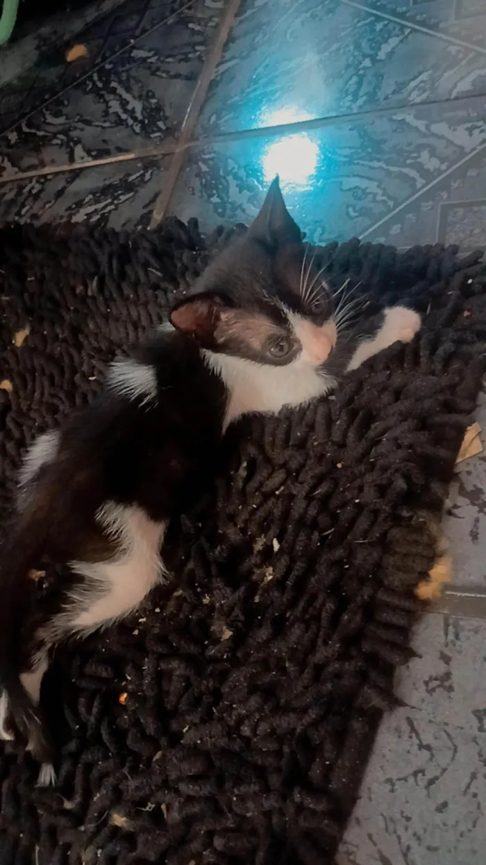 Gato ra a SRD-ViraLata idade Abaixo de 2 meses nome Sem nome