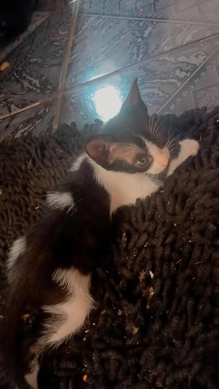 Gato ra a SRD-ViraLata idade Abaixo de 2 meses nome Sem nome