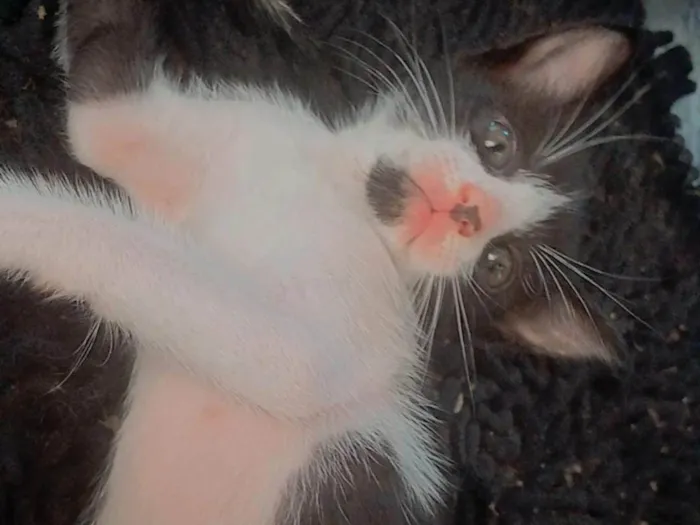 Gato ra a SRD-ViraLata idade Abaixo de 2 meses nome Sem nome