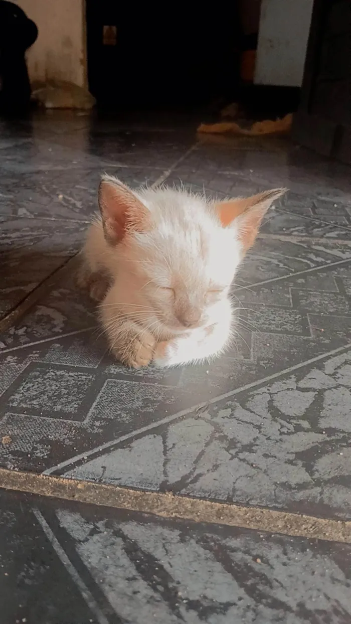 Gato ra a SRD-ViraLata idade Abaixo de 2 meses nome Sem nome