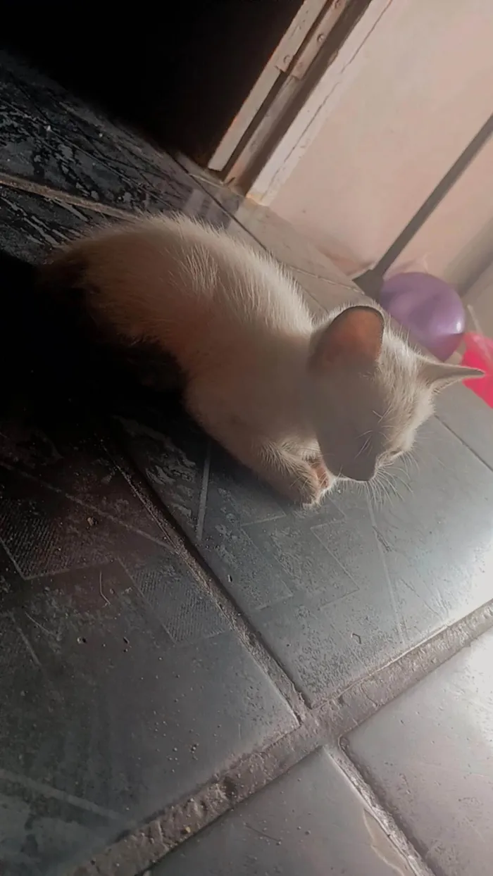 Gato ra a SRD-ViraLata idade Abaixo de 2 meses nome Sem nome