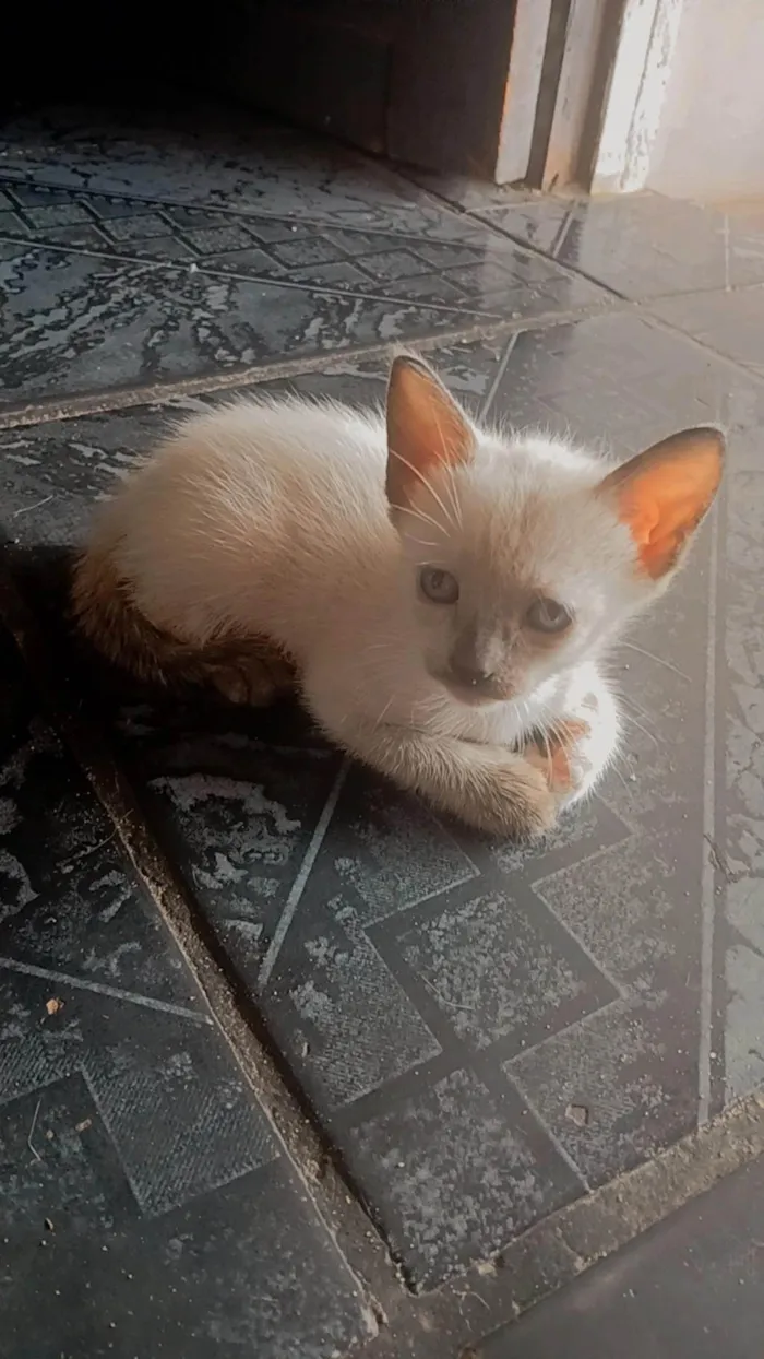 Gato ra a SRD-ViraLata idade Abaixo de 2 meses nome Sem nome