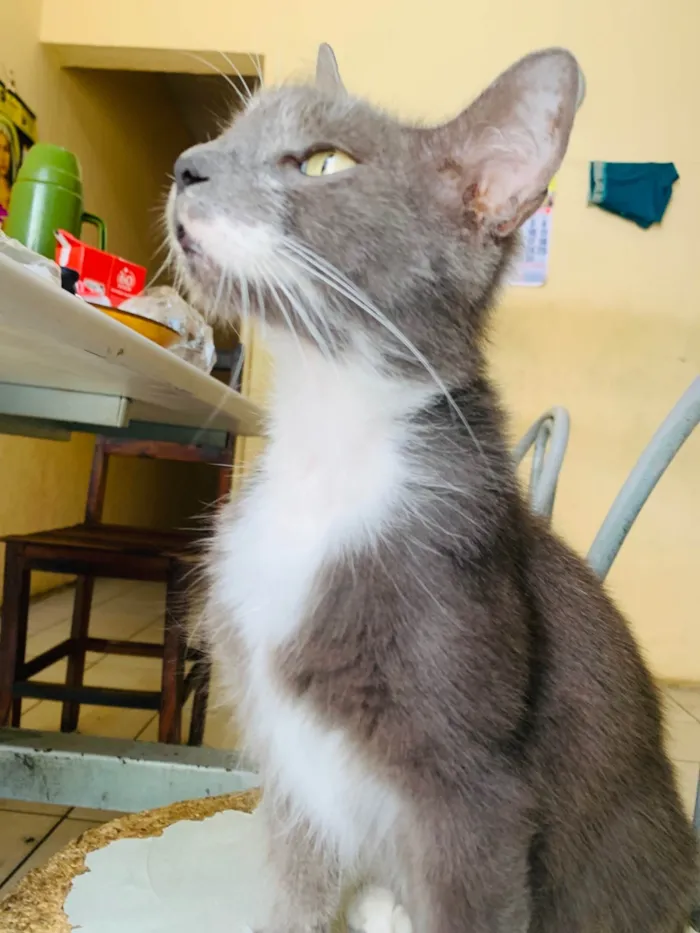 Gato ra a SRD-ViraLata idade 3 anos nome Putia