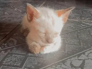 Gato raça SRD-ViraLata idade Abaixo de 2 meses nome Sem nome 