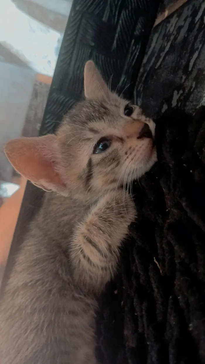 Gato ra a SRD-ViraLata idade Abaixo de 2 meses nome Sem nome