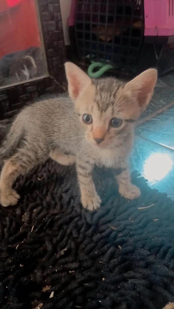 Gato ra a SRD-ViraLata idade Abaixo de 2 meses nome Sem nome